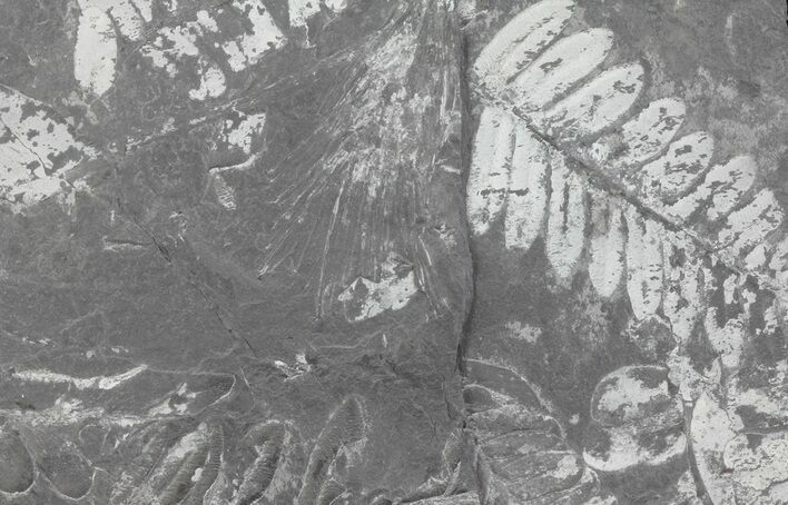 Wide Fossil Seed Fern Plate - Pennsylvania #65905